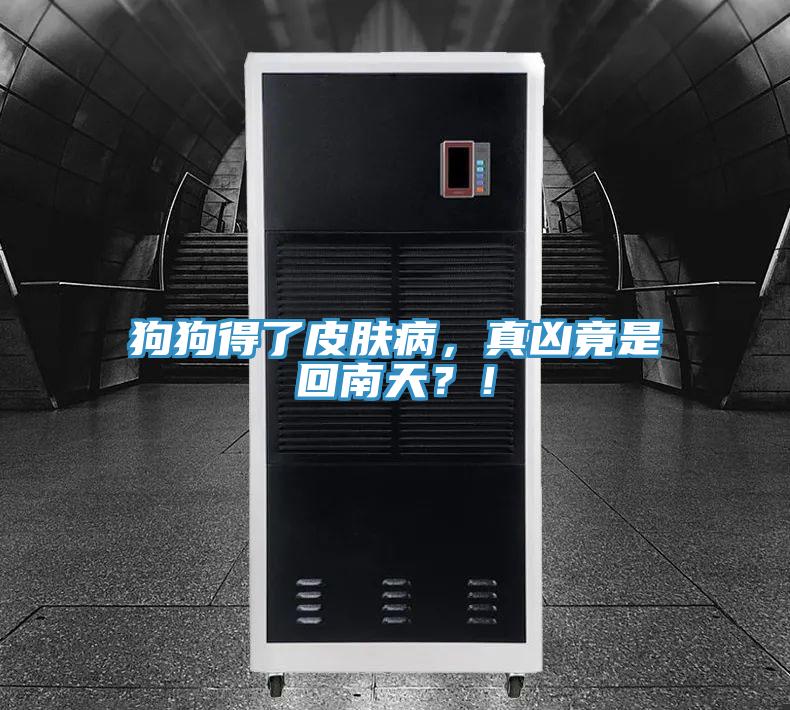 狗狗得了皮膚病,真兇竟是回南天?!