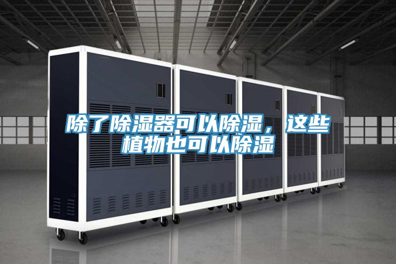 除了除濕器可以除濕,這些植物也可以除濕